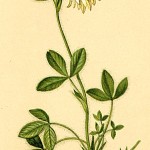 trifolium noricum