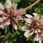 trifolium pallescens