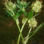trifolium strictum trifoglio stretto1